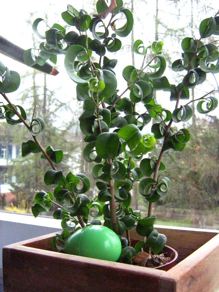 green egg in a planter